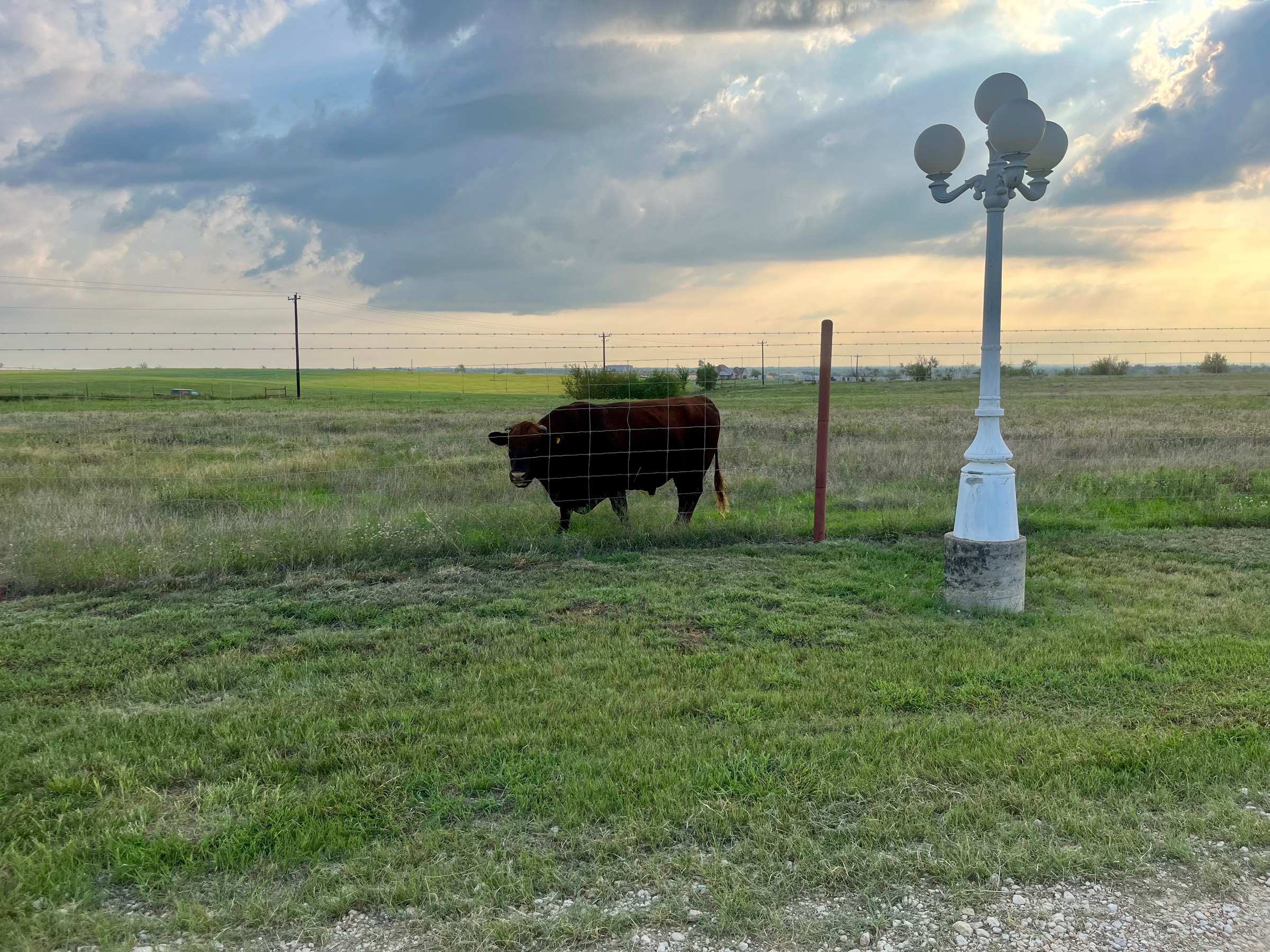 A dark red cow behind the pasture fence, beside a white four-globe lamp post, under a big evening sky.