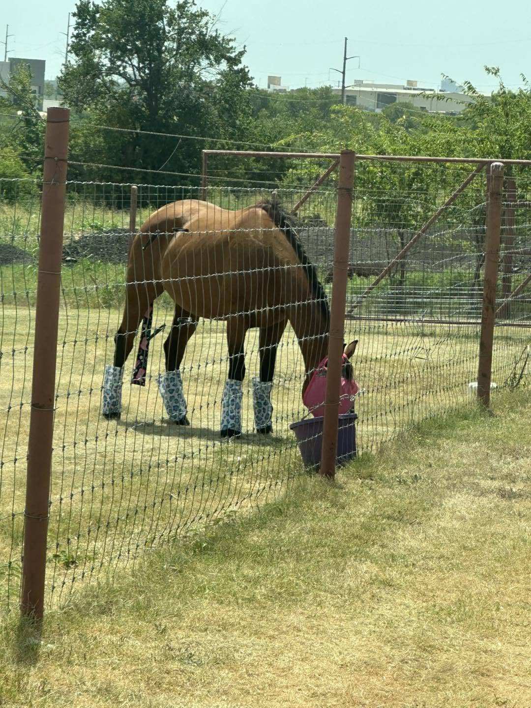 A bay horse in fly boots and a fly mask grazing in a wire-fenced paddock.
